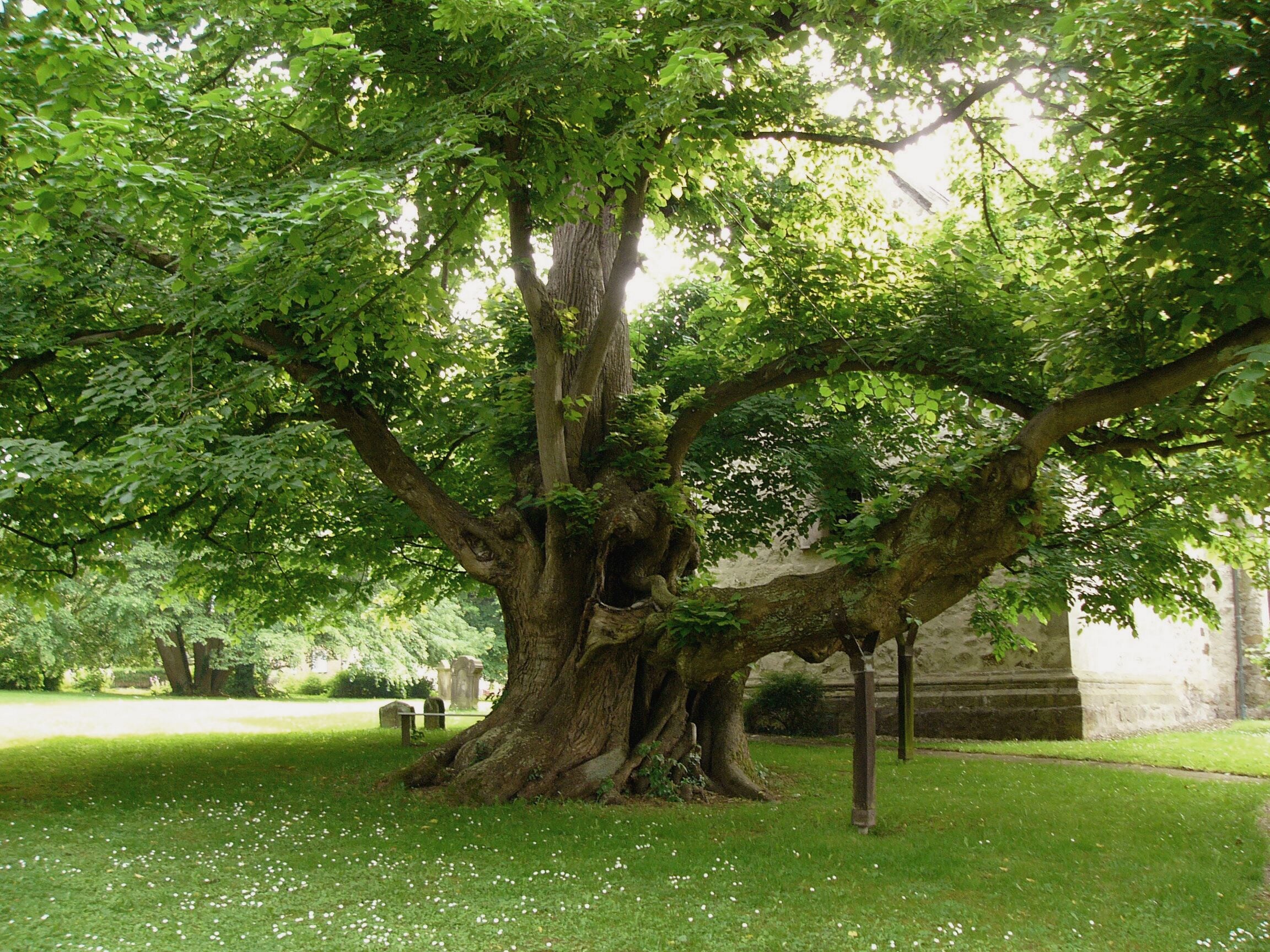 1000-jährige Linde („Kirchlinde“) in Reelkirchen, Ortsteil von Blomberg, Germany