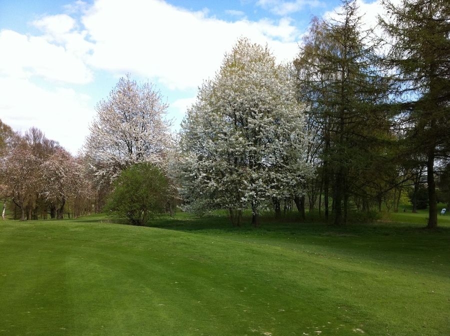 A park with green grass, cherry blossom trees, and a clear sky.