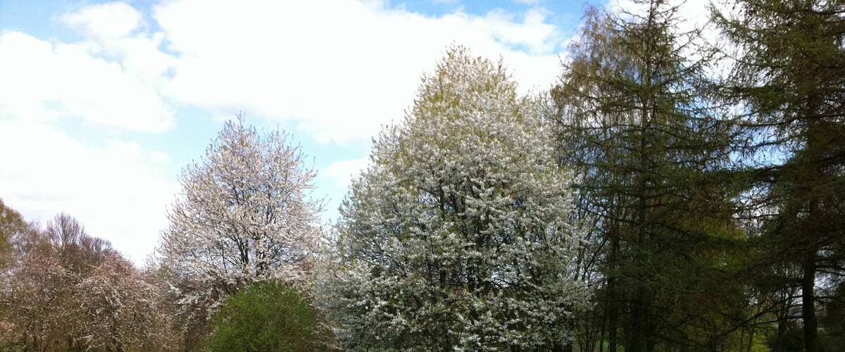 A park with green grass, cherry blossom trees, and a clear sky.