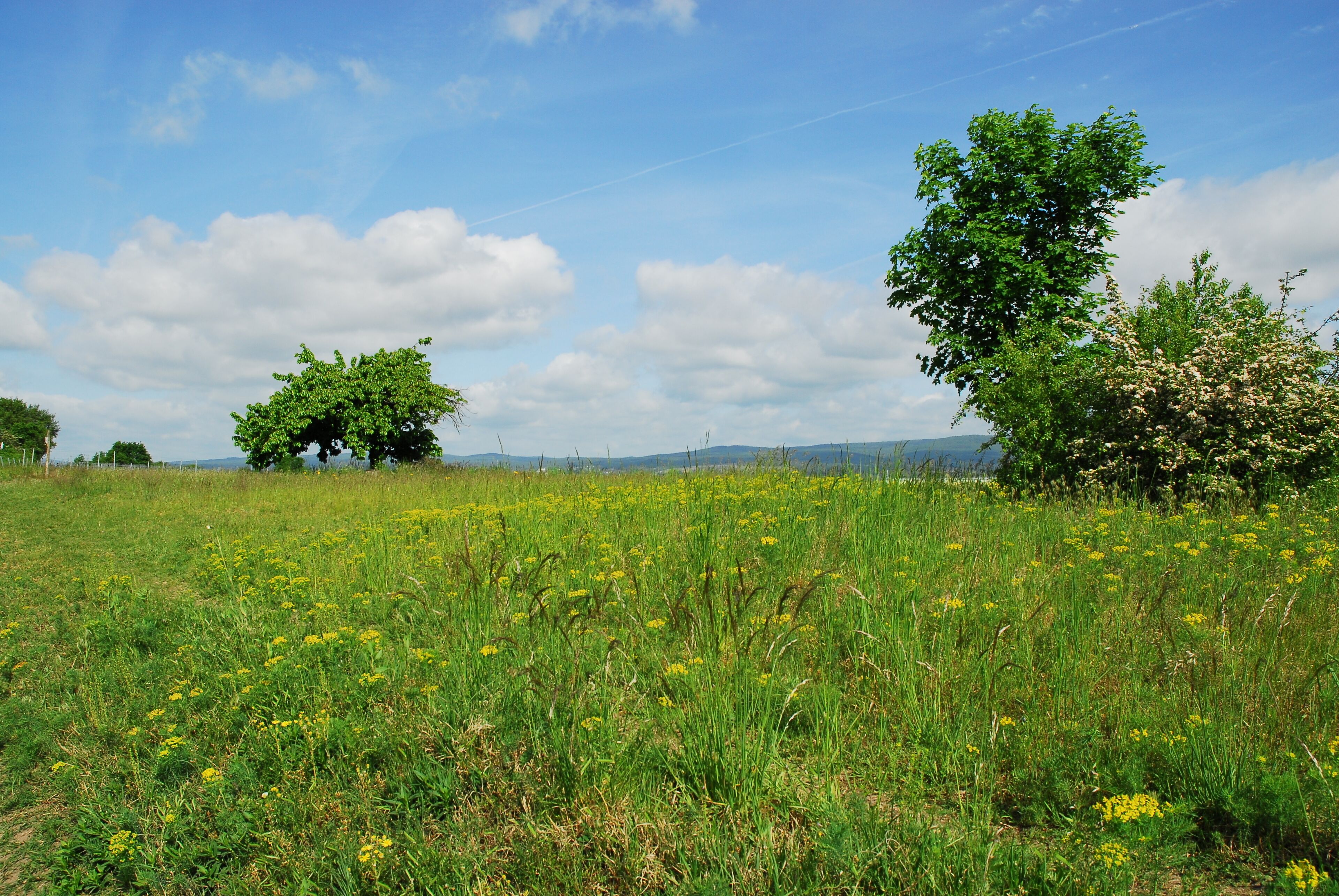 Naturschutzgebiet Nordausläufer Westerberg im Landkreis Mainz-Bingen (Ingelheim, Gau-Algesheim): kleinflächiger Sandsteppenrasen, vereinzelte Gehölze; im Hintergrund ist der Taunus (Rheingaugebirge) zu erkennen.