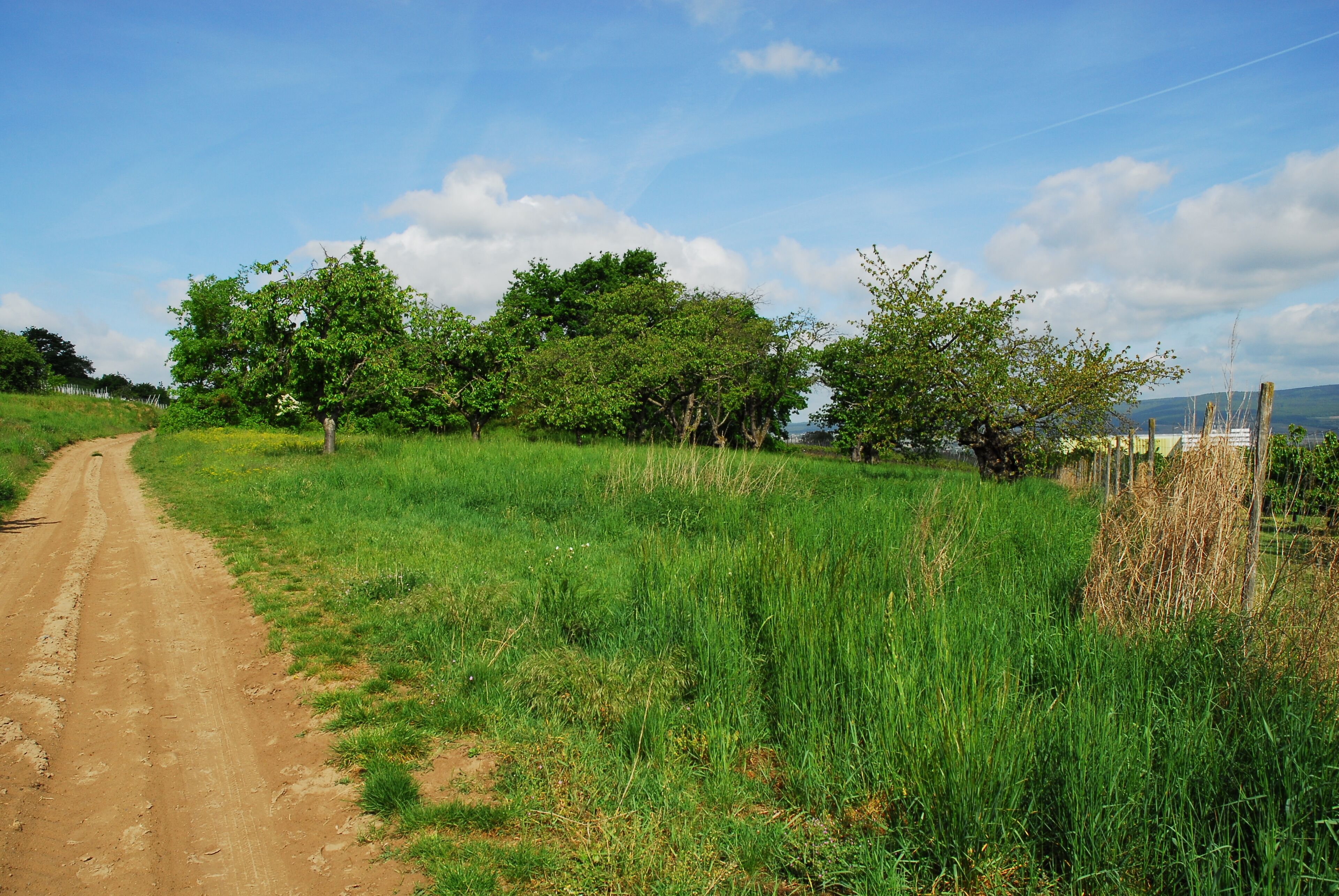 Naturschutzgebiet Nordausläufer Westerberg im Landkreis Mainz-Bingen (Ingelheim, Gau-Algesheim): Obstwiese