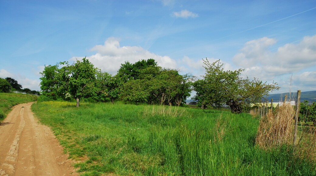 Naturschutzgebiet Nordausläufer Westerberg im Landkreis Mainz-Bingen (Ingelheim, Gau-Algesheim): Obstwiese