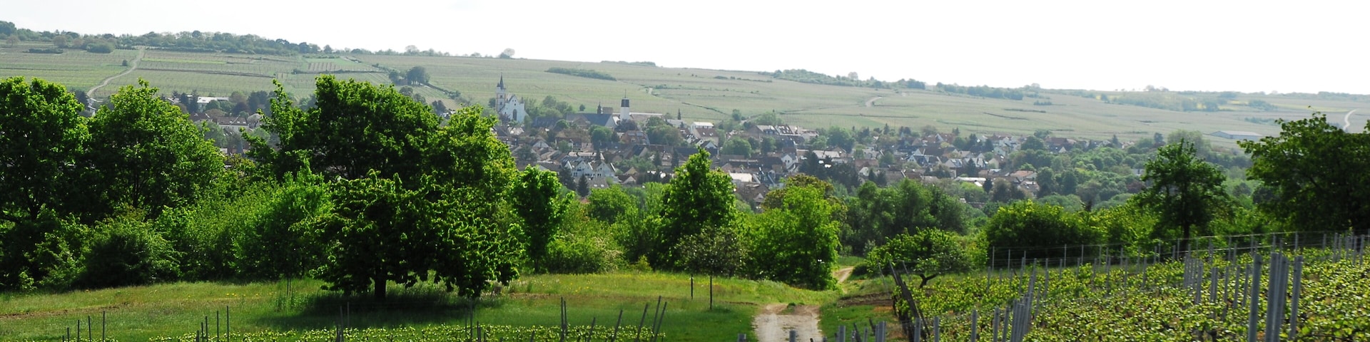 Naturschutzgebiet Nordausläufer Westerberg im Landkreis Mainz-Bingen (Ingelheim, Gau-Algesheim): Blick nach Osten auf Ober-Ingelheim mit Burgkirche; charakteristisch ist das Mosaik aus unbefestigten Sandwegen, Weinbergen, Obstbrachen in verschiedenen Ausprägungen, Grabeland, kleinflächigen Sandsteppenrasen.