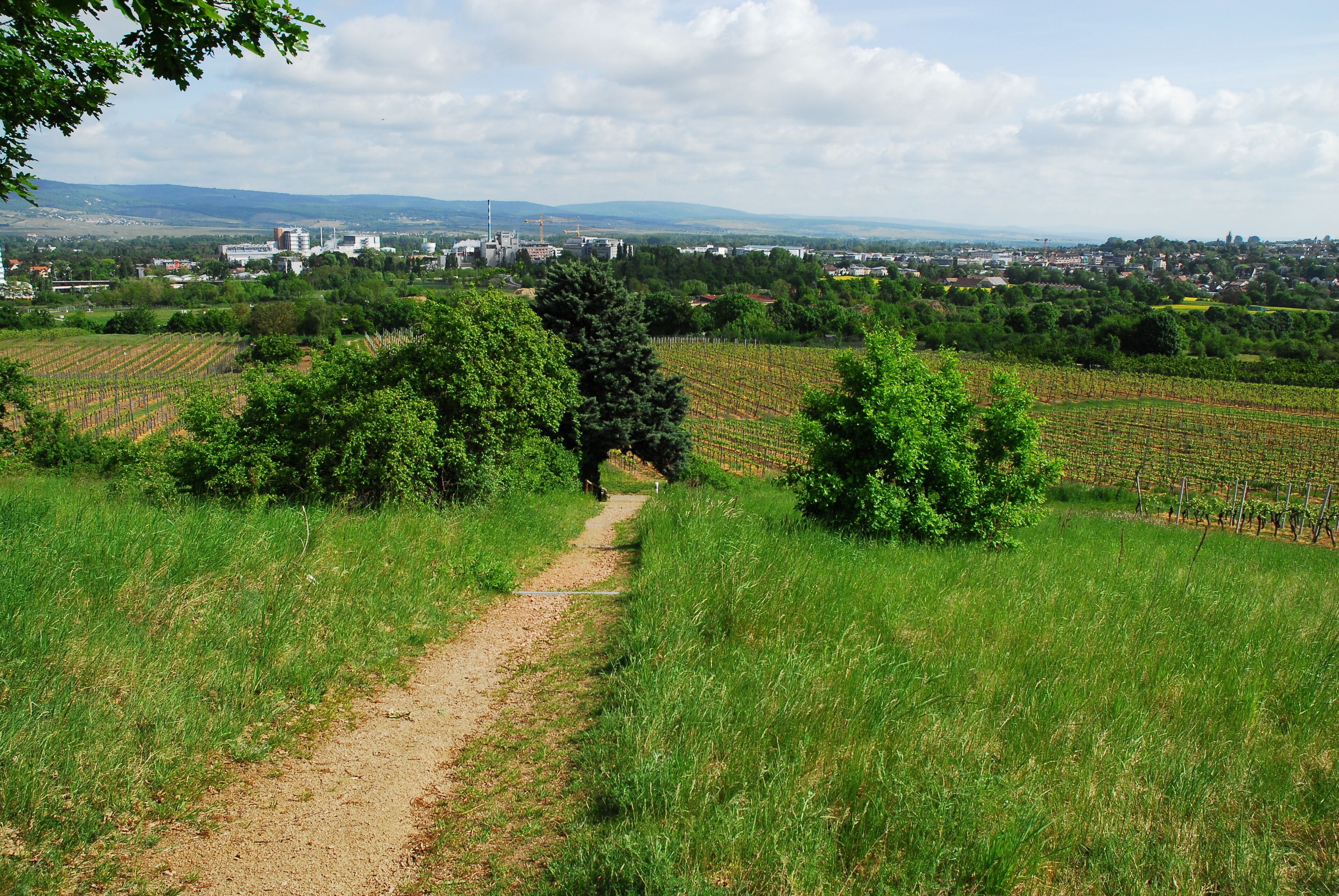 Naturschutzgebiet Nordausläufer Westerberg im Landkreis Mainz-Bingen (Ingelheim, Gau-Algesheim): Blick über einen Teil des nördlichen Gebietes, das zu größeren Teilen weinbaulich genutzt wird, in Richtung Norden nach Ingelheim-West; im Hintergrund zu erkennen die Anlagen der Fa. Boehringer.