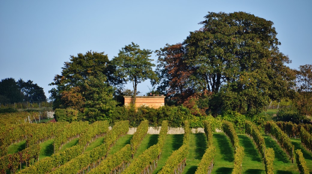 Ausblick von der Burgkirche in Ingelheim