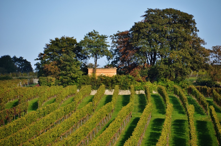 A vineyard with rows of grapevines and a large tree in the background.