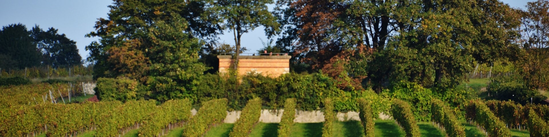 Ausblick von der Burgkirche in Ingelheim