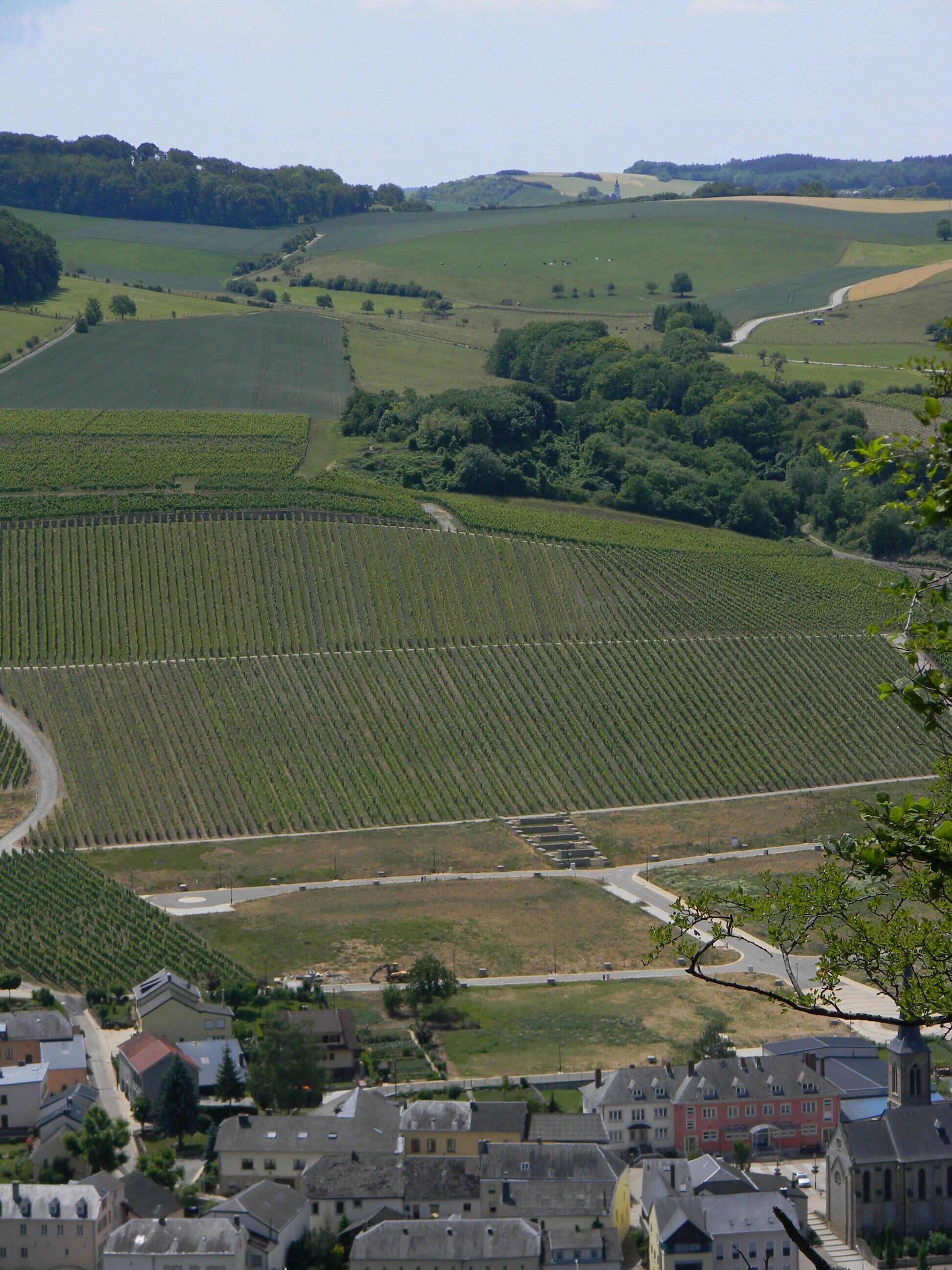 A vineyard with rows of grapevines, a small town with historic buildings, and rolling hills in the background.