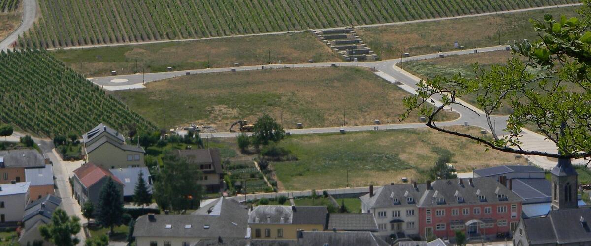 A vineyard with rows of grapevines, a small town with historic buildings, and rolling hills in the background.