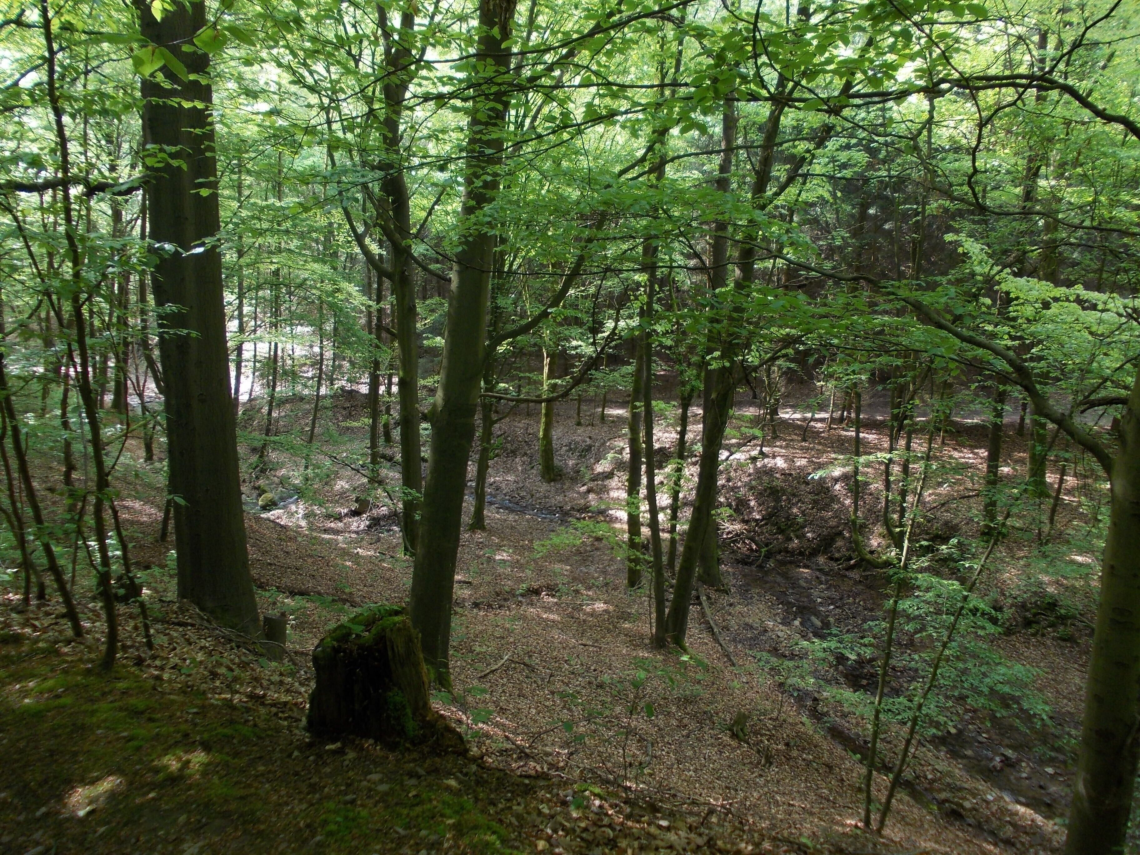 Söllichau stream in the Mulden- und Chemnitztal protected lanscape area near Wechselburg (Mittelsachsen district, Saxony)