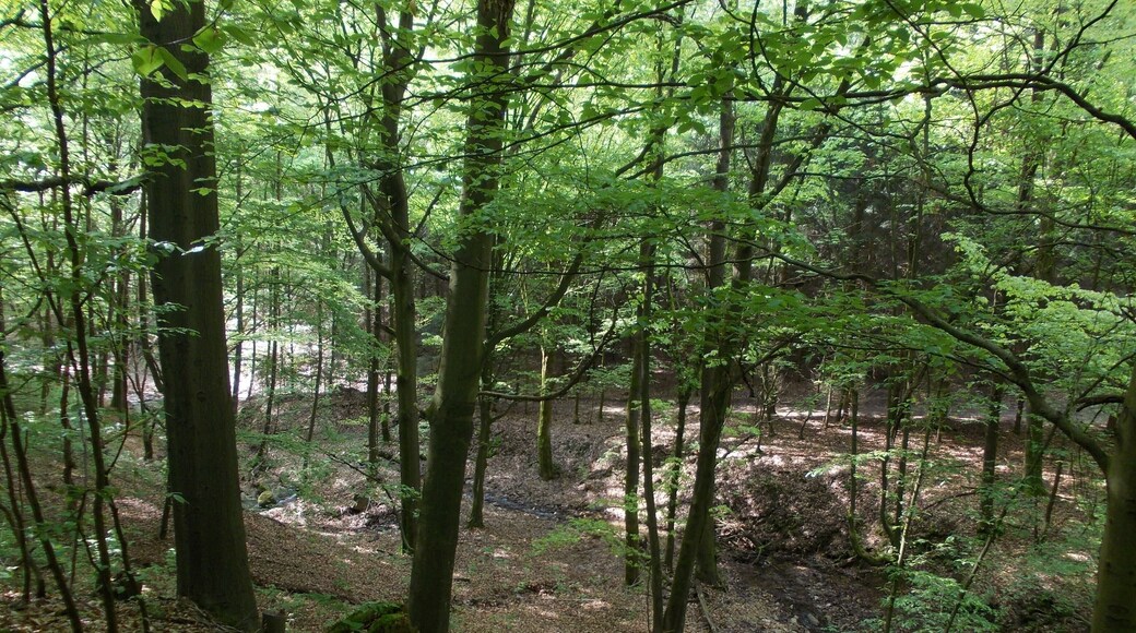Söllichau stream in the Mulden- und Chemnitztal protected lanscape area near Wechselburg (Mittelsachsen district, Saxony)