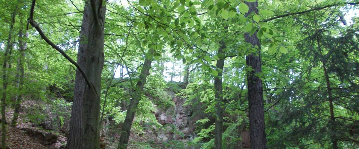 A forested area with a dirt path leading through trees and a rocky outcrop in the background.