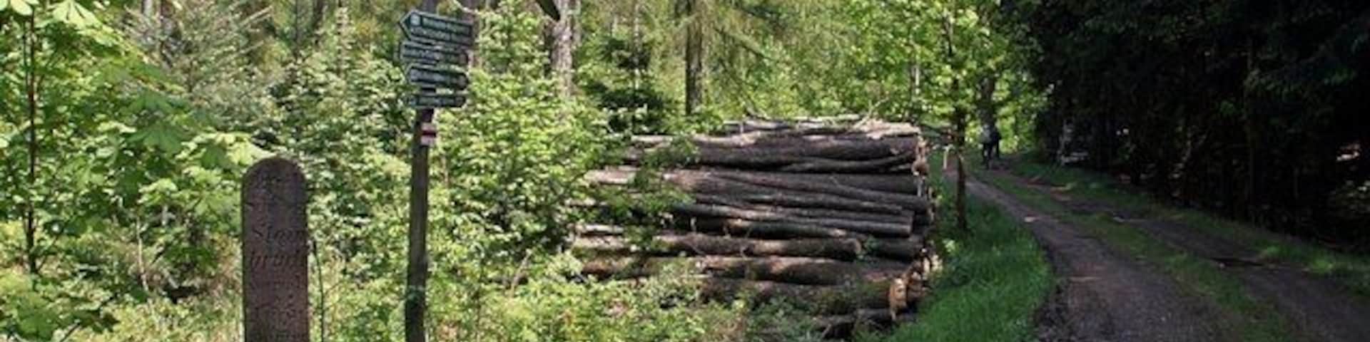 Waldweg zum Schillingschen Steinbruch am Rochlitzer Berg