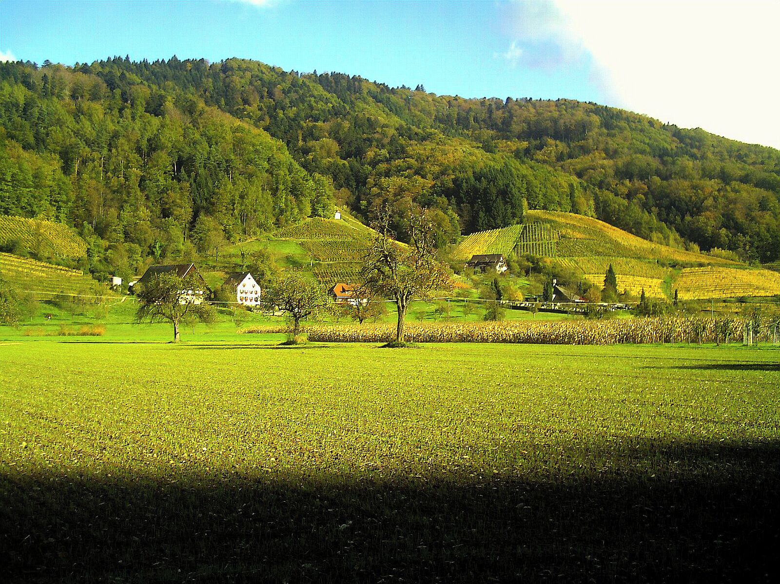A lush green valley with rolling hills, a few scattered houses, and vineyards.