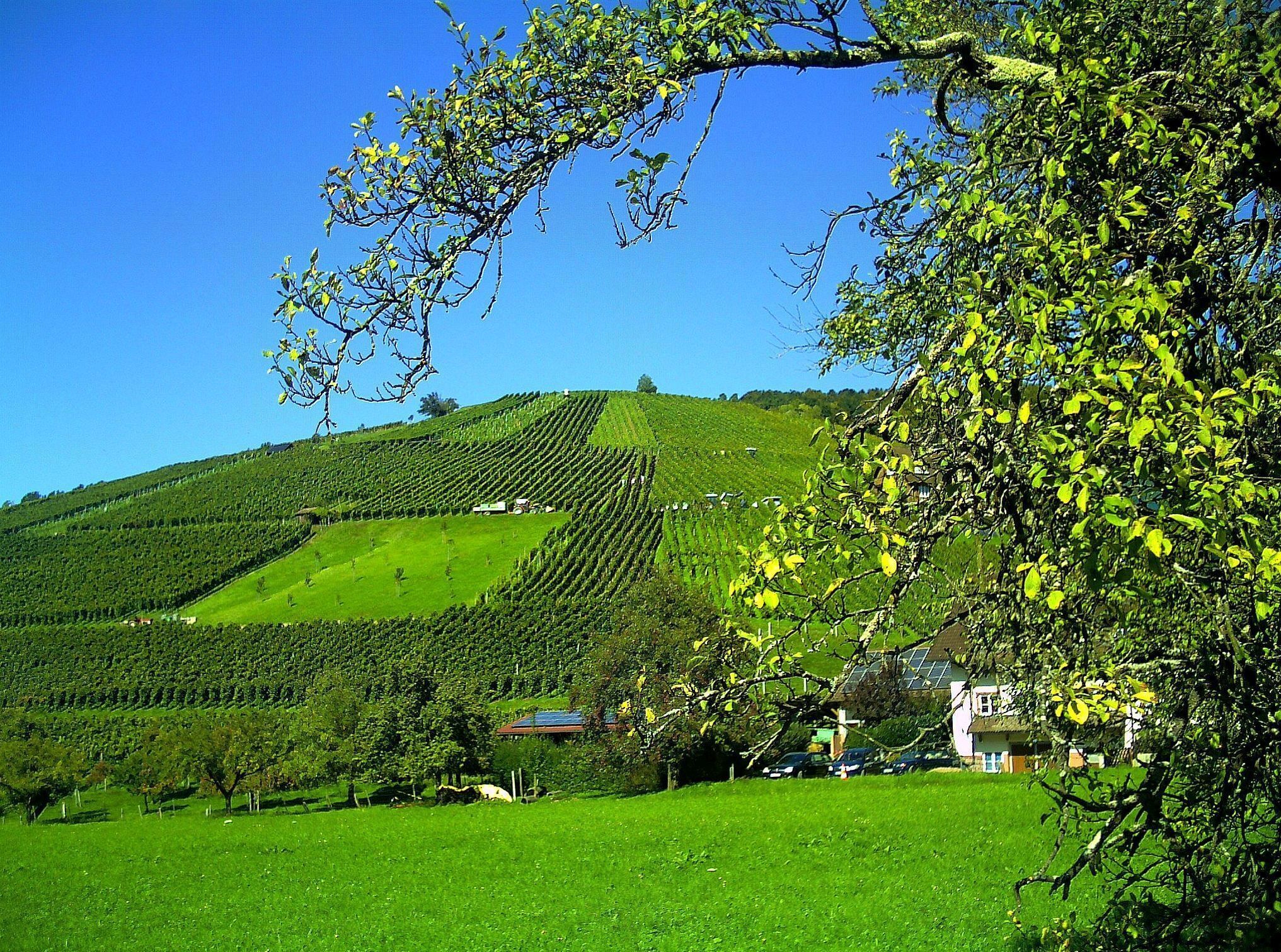 A vineyard on a hillside with rows of grapevines, a few buildings, and a clear blue sky.