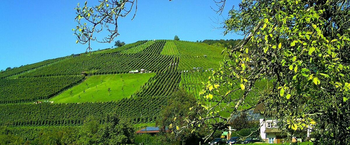 A vineyard on a hillside with rows of grapevines, a few buildings, and a clear blue sky.