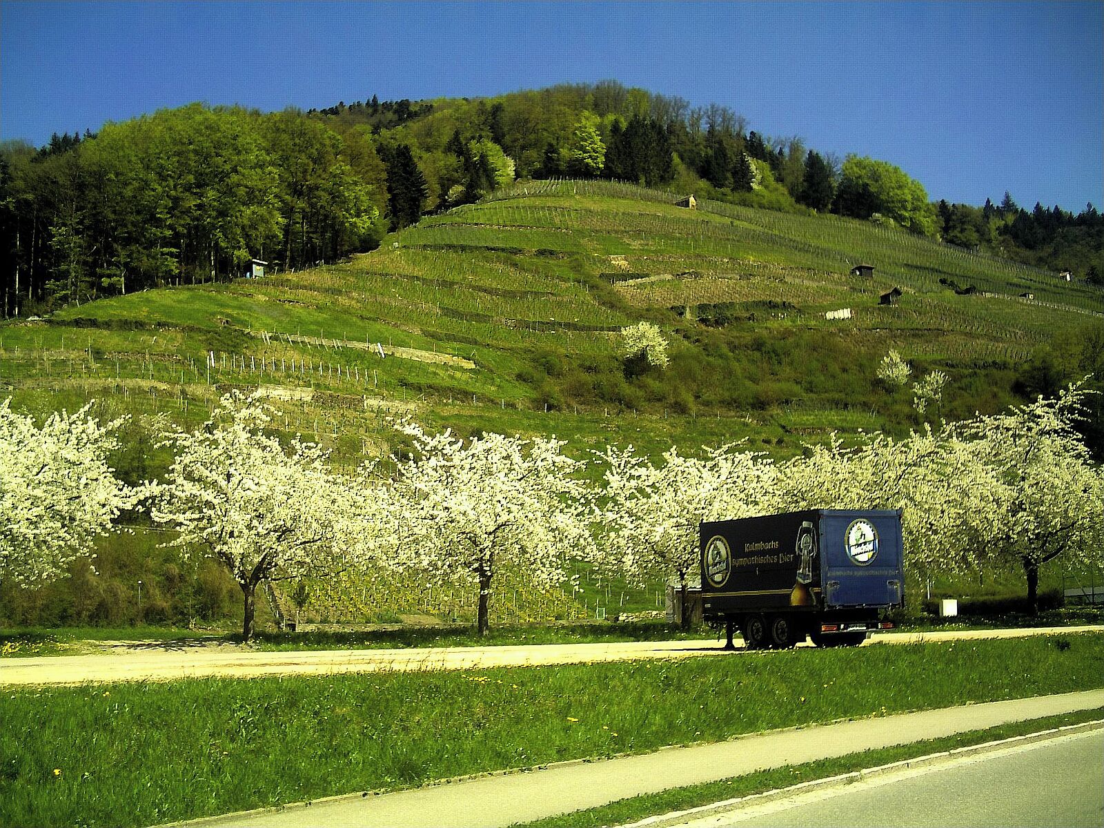 Glottertal vineyards