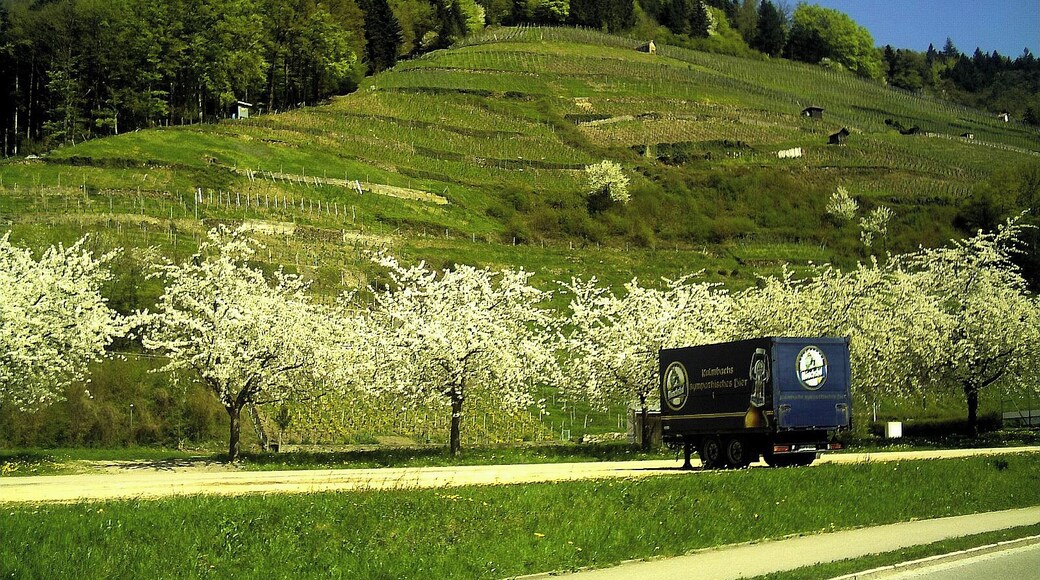 Glottertal vineyards