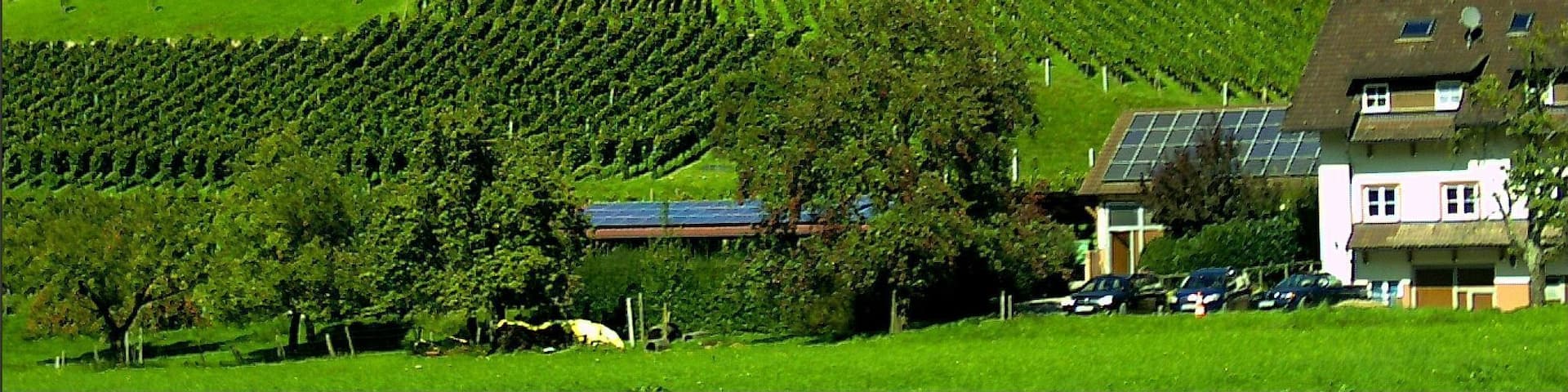 September Weinlese Glottertal