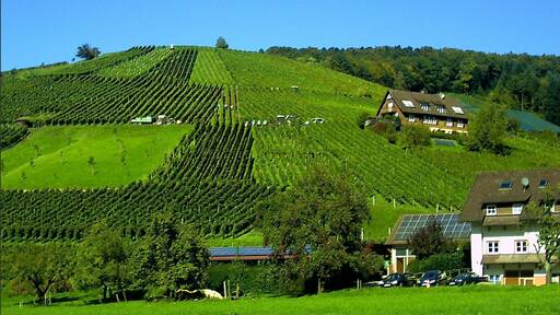 September Weinlese Glottertal