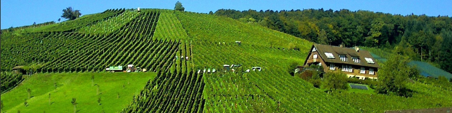 September Weinlese Glottertal