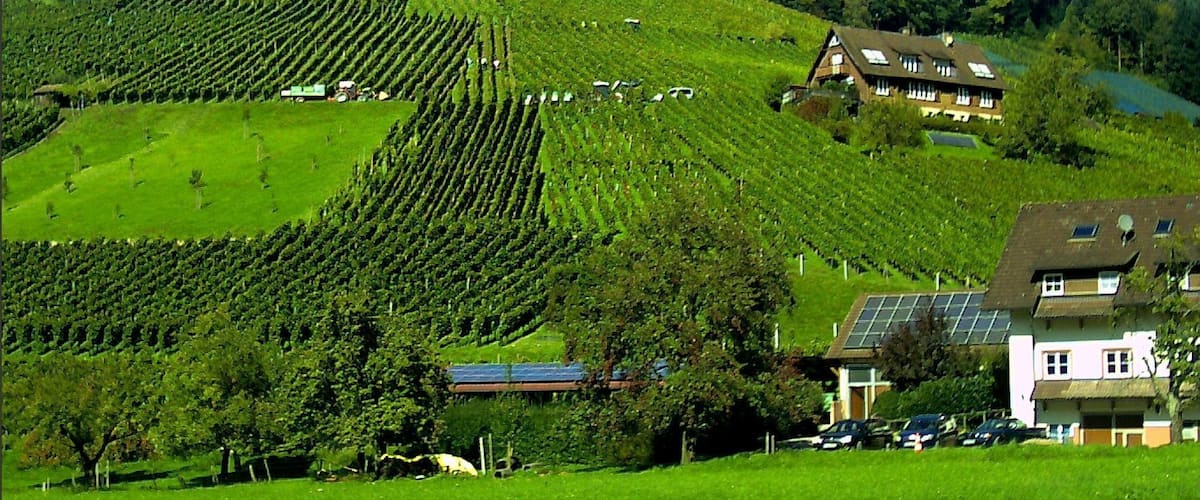 A vineyard on a hillside with rows of grapevines, a house with solar panels, and a clear blue sky.