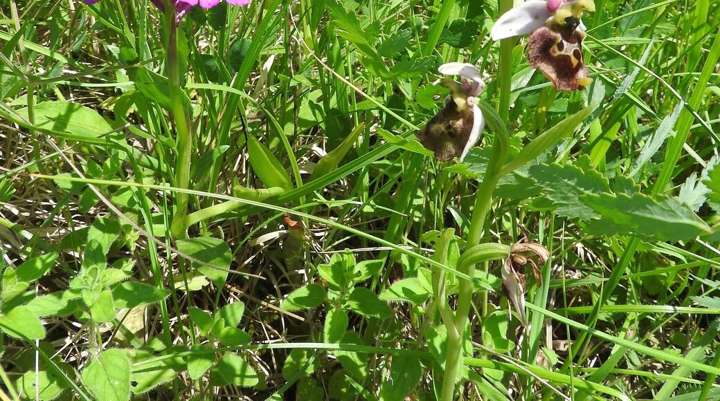 Pyramiden-Hundswurz (Anacamptis pyramidalis), Ersinger Springenhalde, 25.05.2018