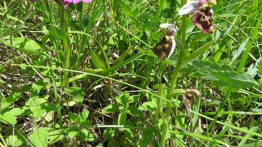 Un campo con césped verde y una flor silvestre rosa.