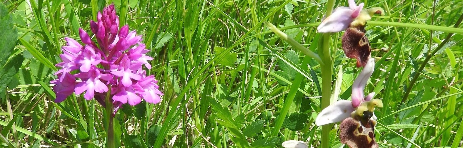 Pyramiden-Hundswurz (Anacamptis pyramidalis), Ersinger Springenhalde, 25.05.2018
