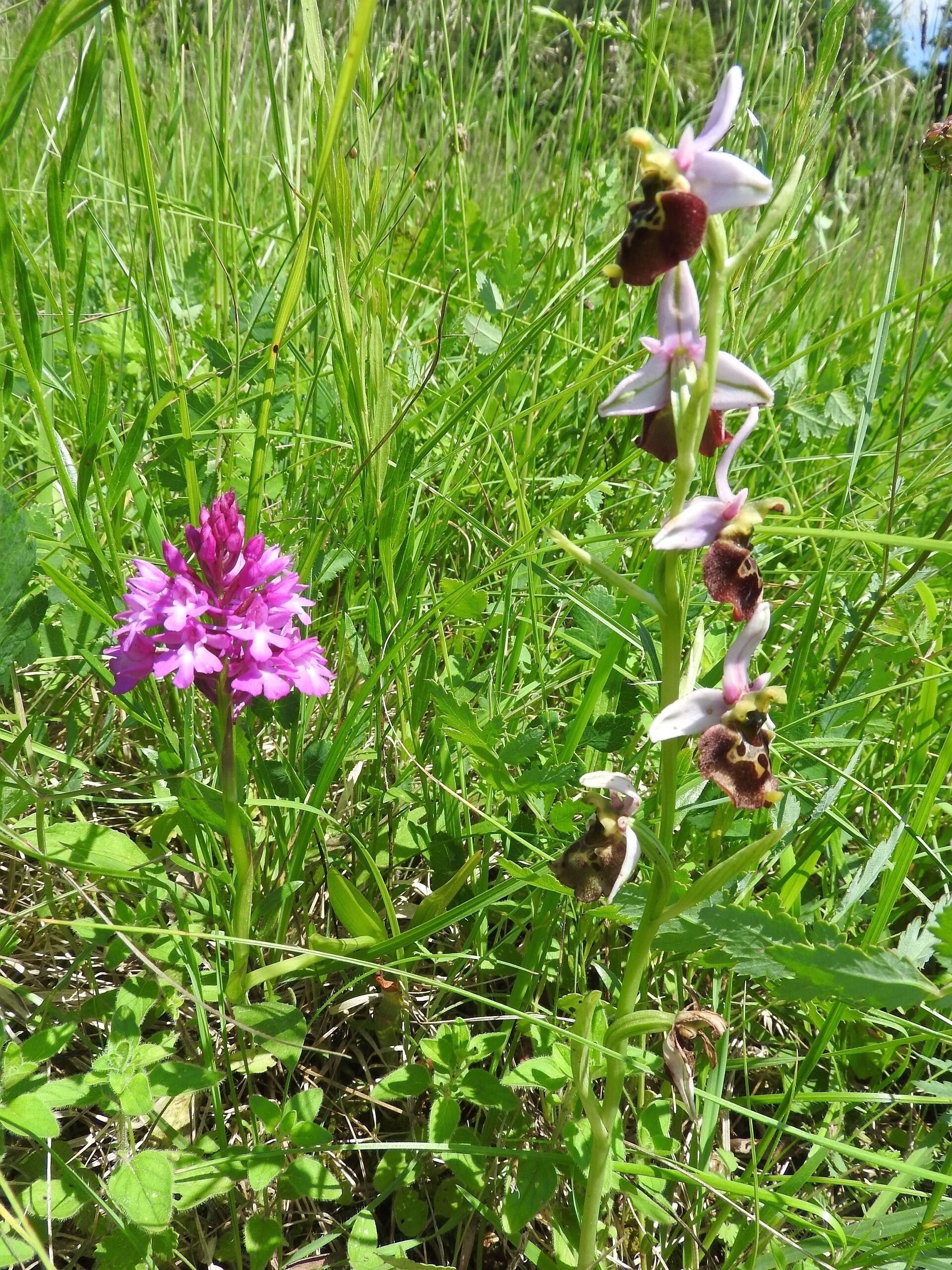 A field with green grass and a pink wildflower.