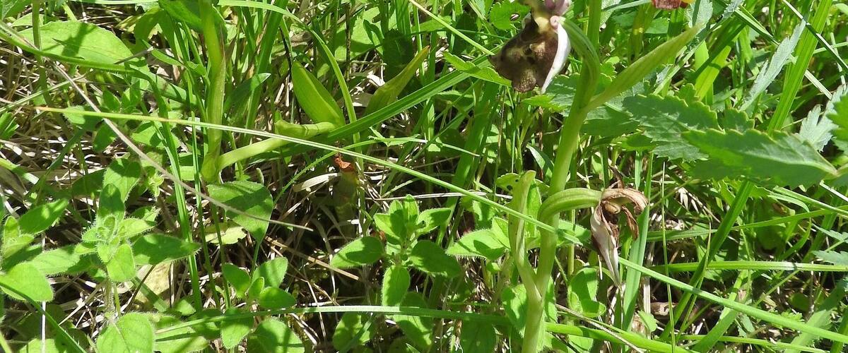 A field with green grass and a pink wildflower.