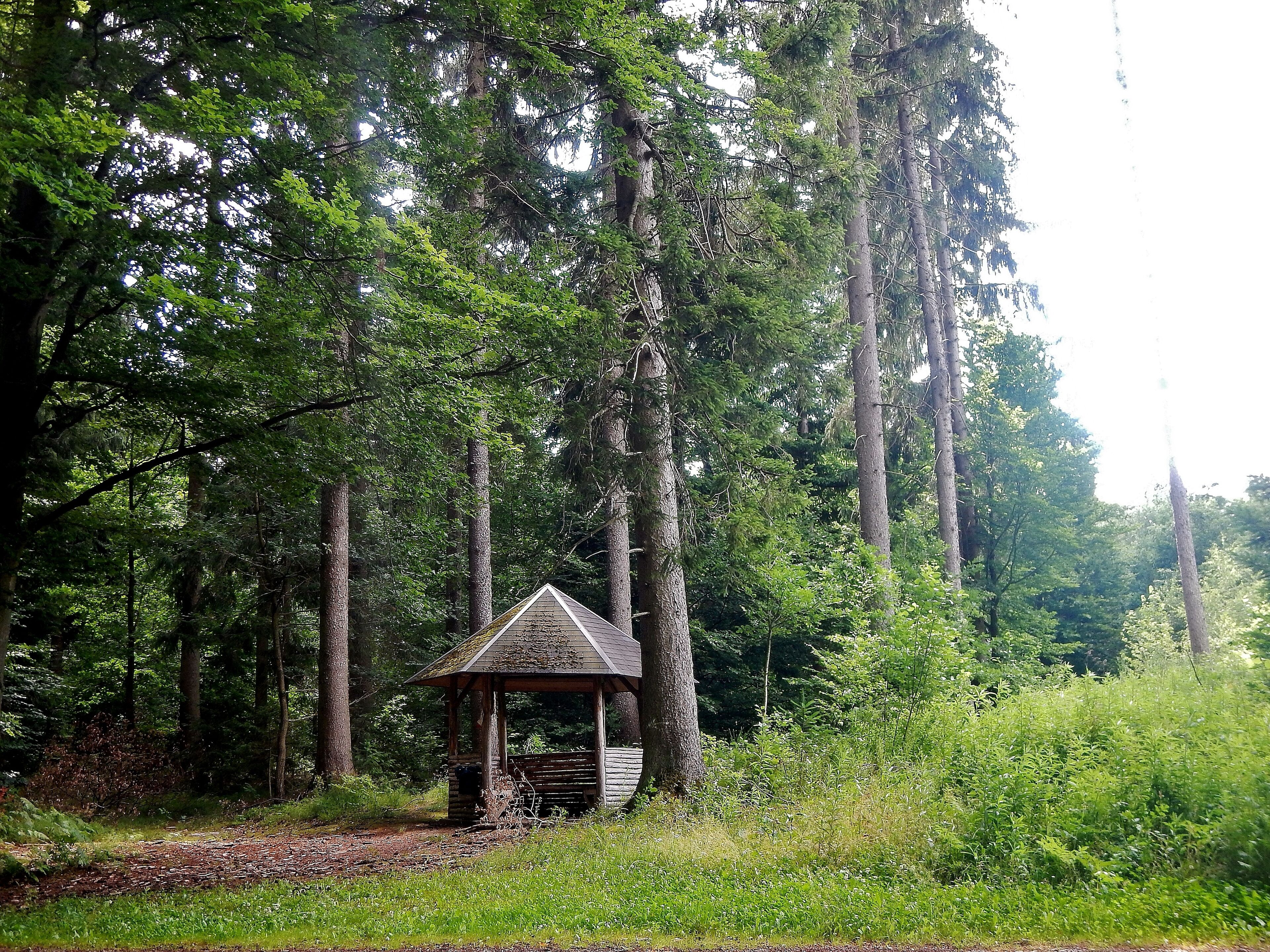 A wooden gazebo in a forest.