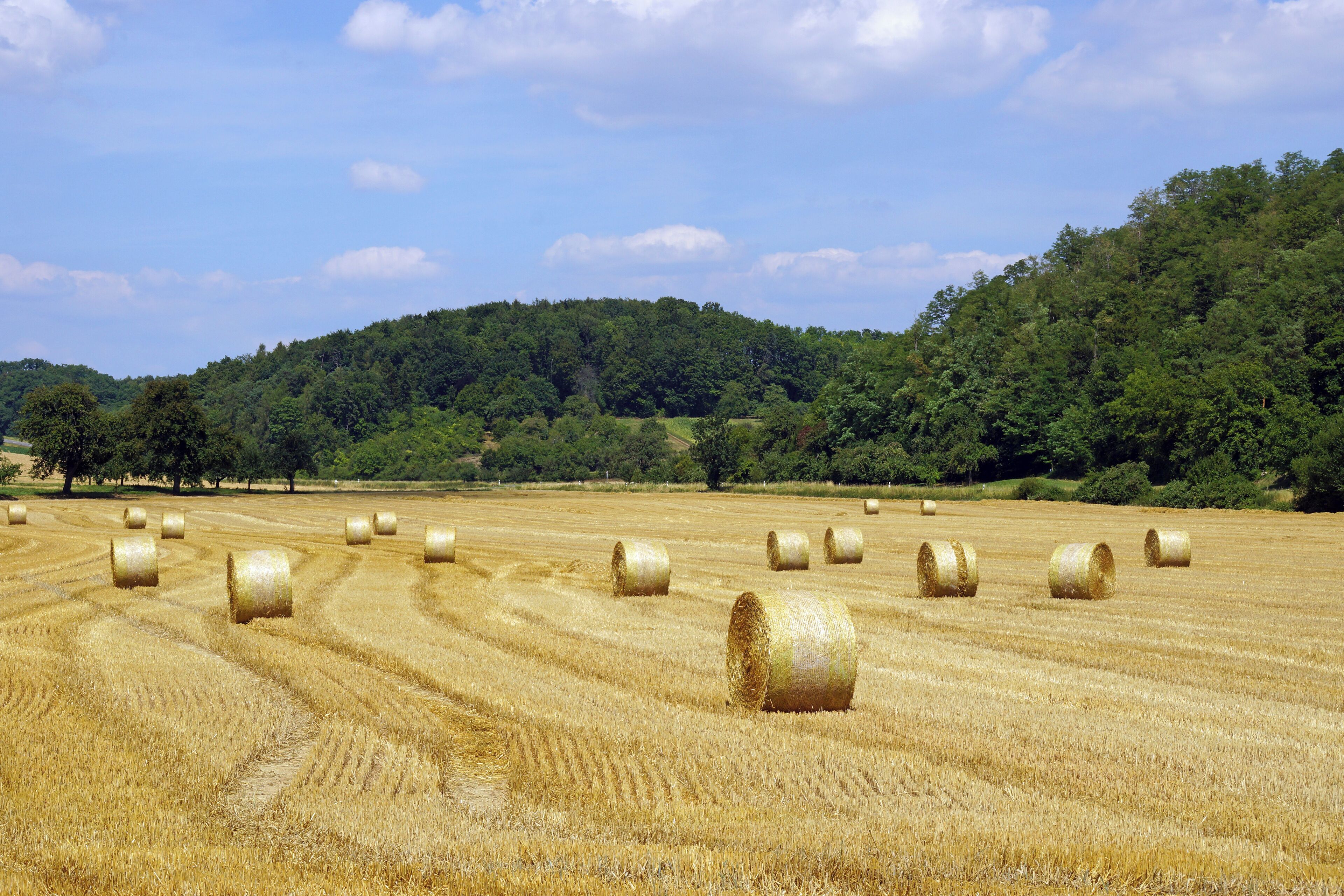 A field of hay bales with a forested hill in the background.