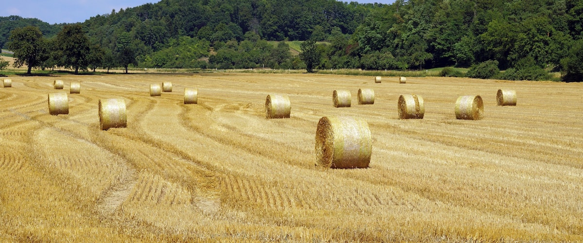 A field of hay bales with a forested hill in the background.