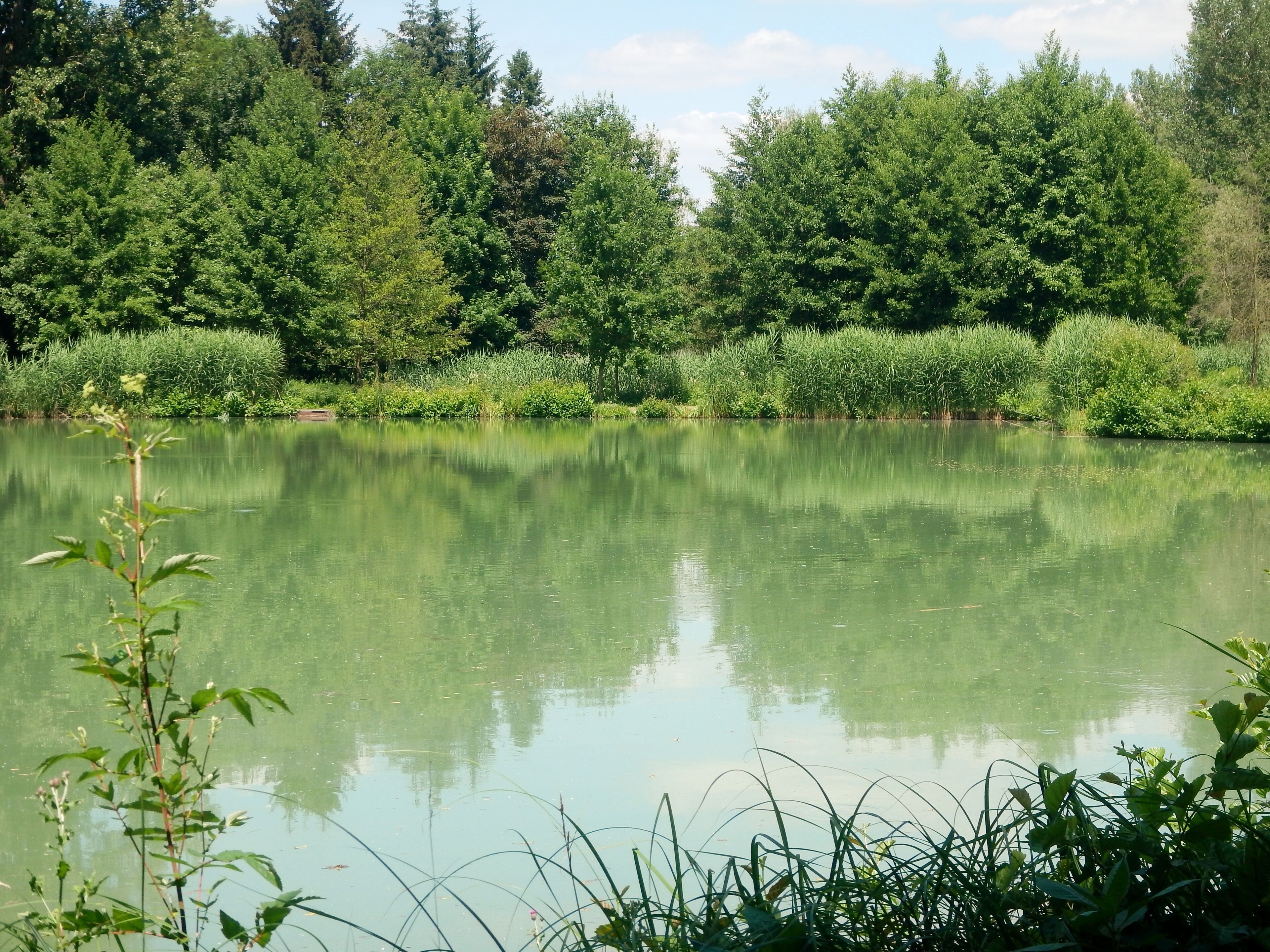 A calm lake surrounded by dense green trees and vegetation.