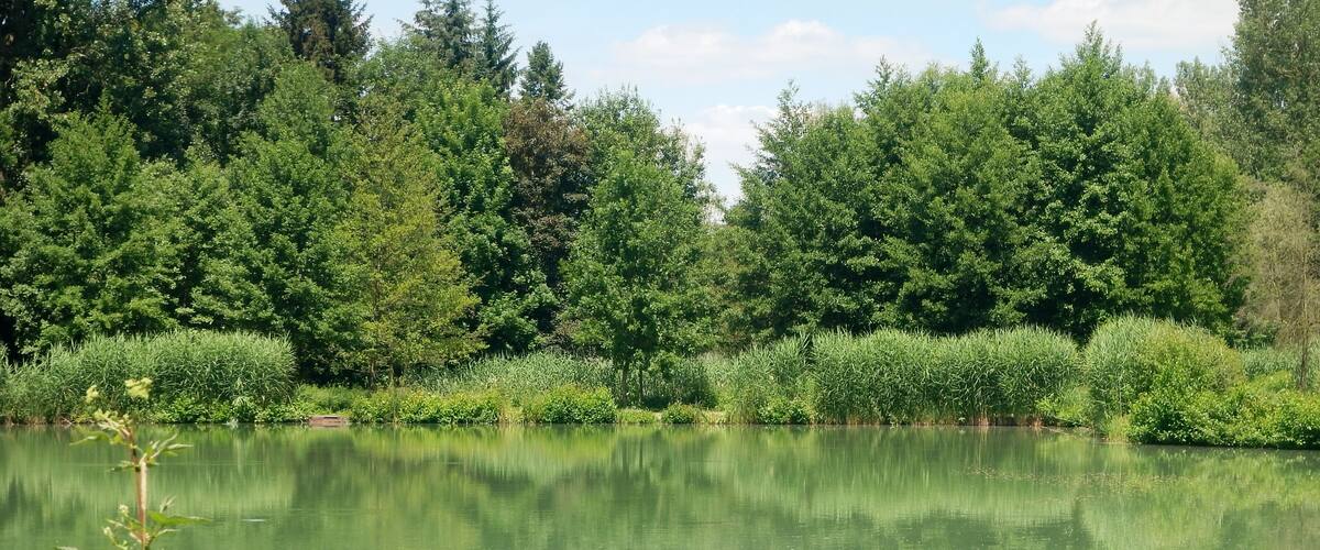 A calm lake surrounded by dense green trees and vegetation.