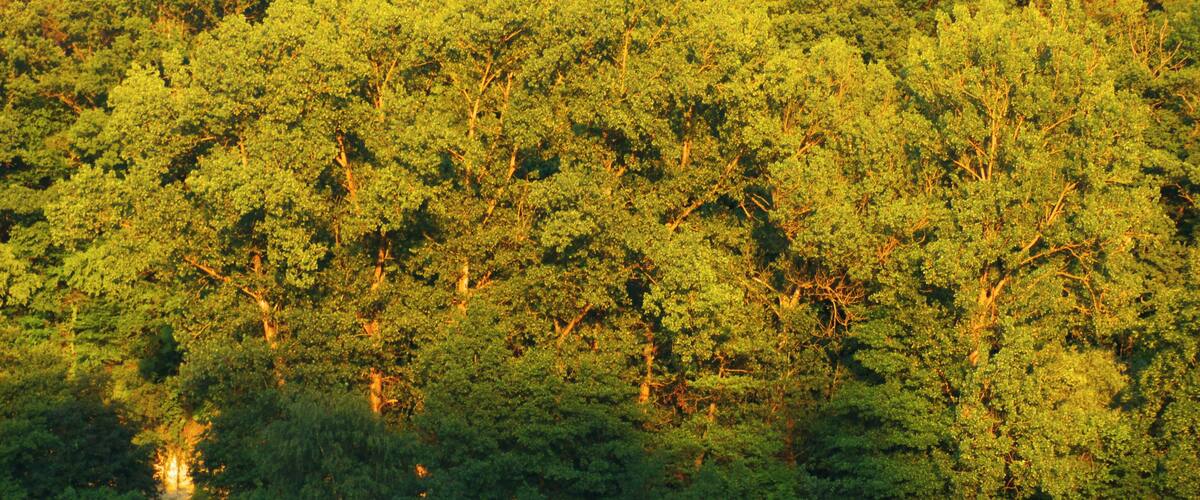 A dense forest with a variety of trees and a grassy field at the base.