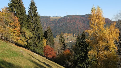 Wildgutach