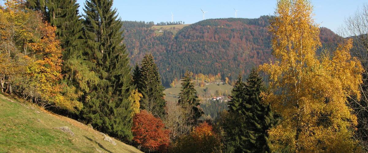 A hillside with autumn-colored trees, a grassy slope, and wind turbines in the distance.