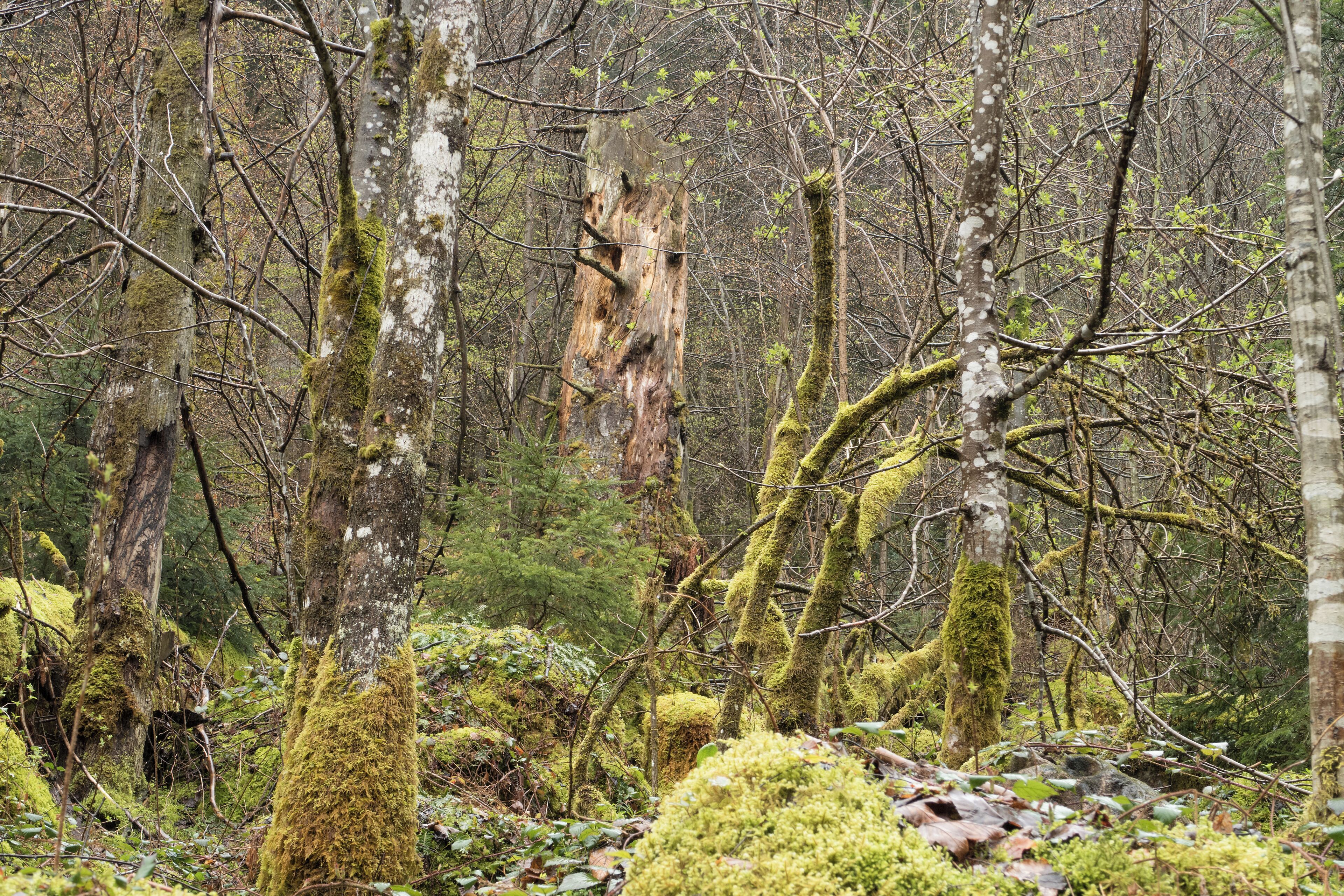 Mit Moos bewachsenes Totholz und junge Bäume im Bannwald Zweribach neben dem Wanderweg zu den Zweribachwasserfällen. Gemeinde Simonswald, Kreis Breisgau-Hochschwarzwald, Regierungsbezirk Freiburg