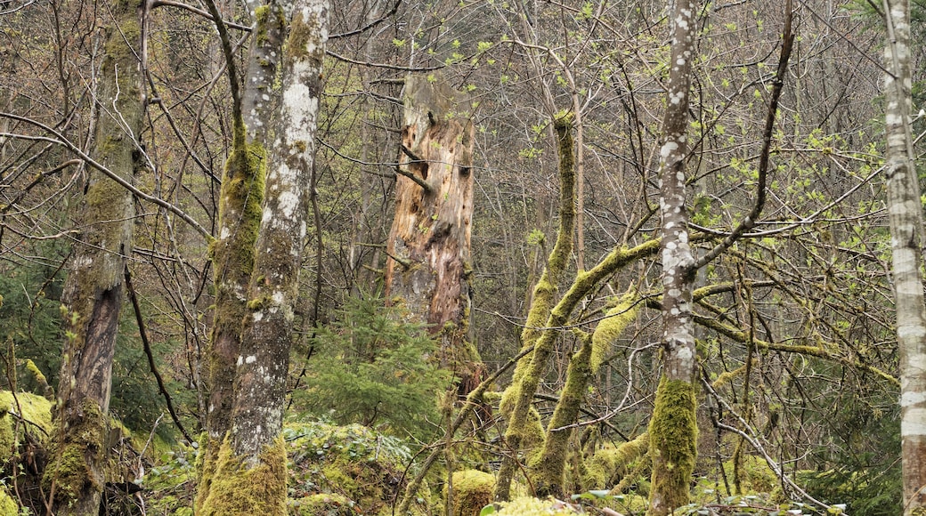 Mit Moos bewachsenes Totholz und junge BÀume im Bannwald Zweribach neben dem Wanderweg zu den ZweribachwasserfÀllen. Gemeinde Simonswald, Kreis Breisgau-Hochschwarzwald, Regierungsbezirk Freiburg