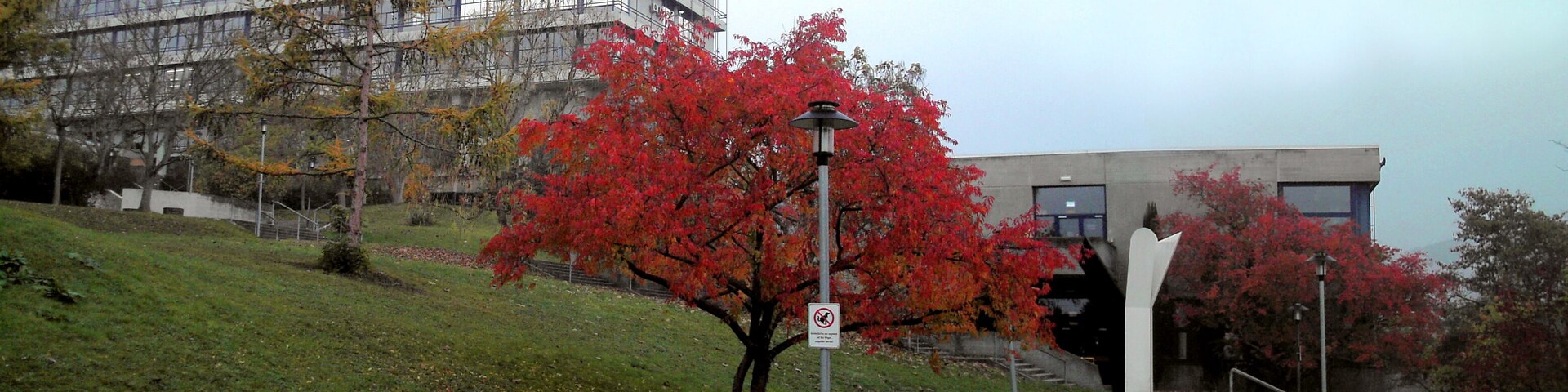 Uma colina gramada com uma árvore de folhas vermelhas, um caminho e um edifício moderno com fachada de vidro.