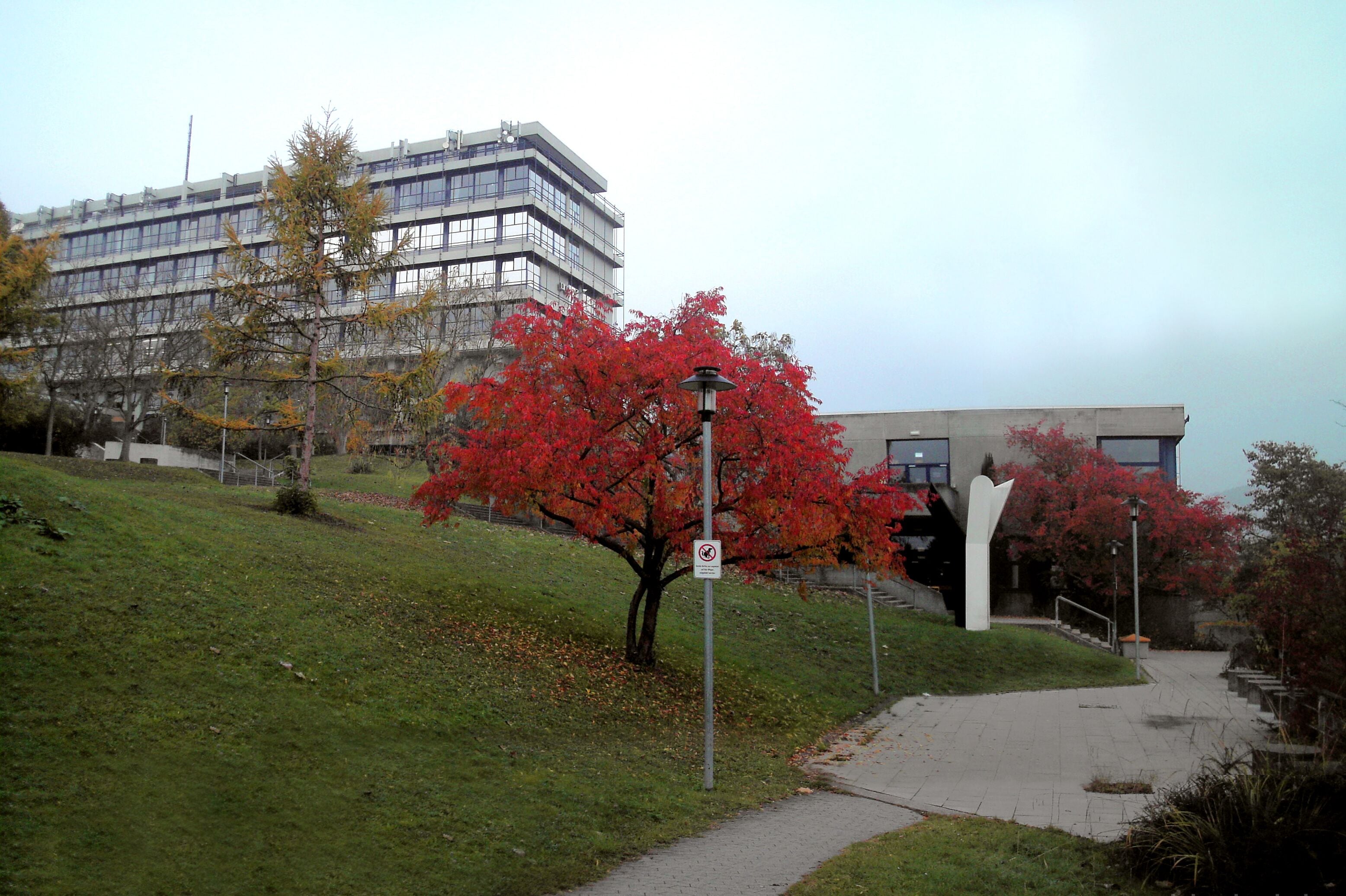 A grassy hill with a red-leaved tree, a pathway, and a modern building with a glass facade.