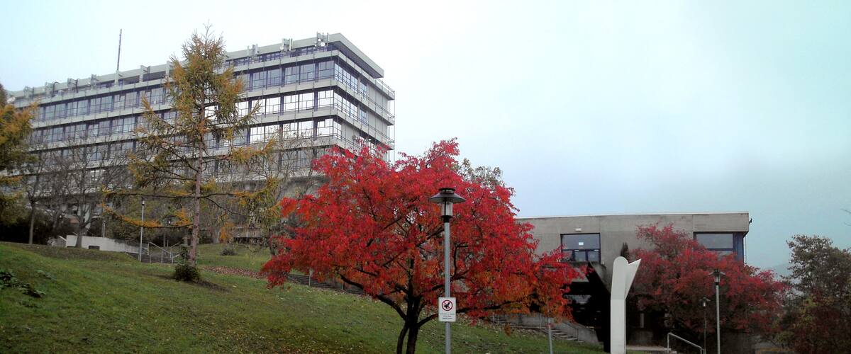 A grassy hill with a red-leaved tree, a pathway, and a modern building with a glass facade.