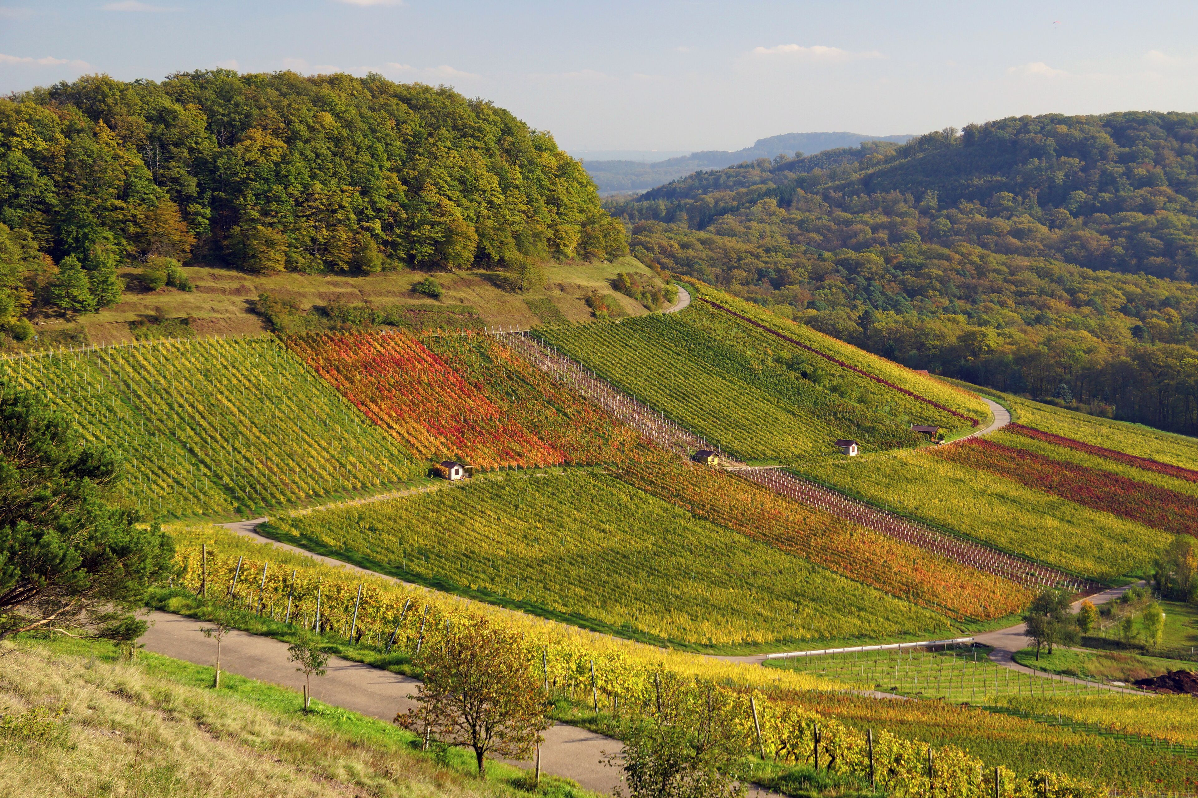 A vineyard landscape with terraced fields and a forested hill in the background.