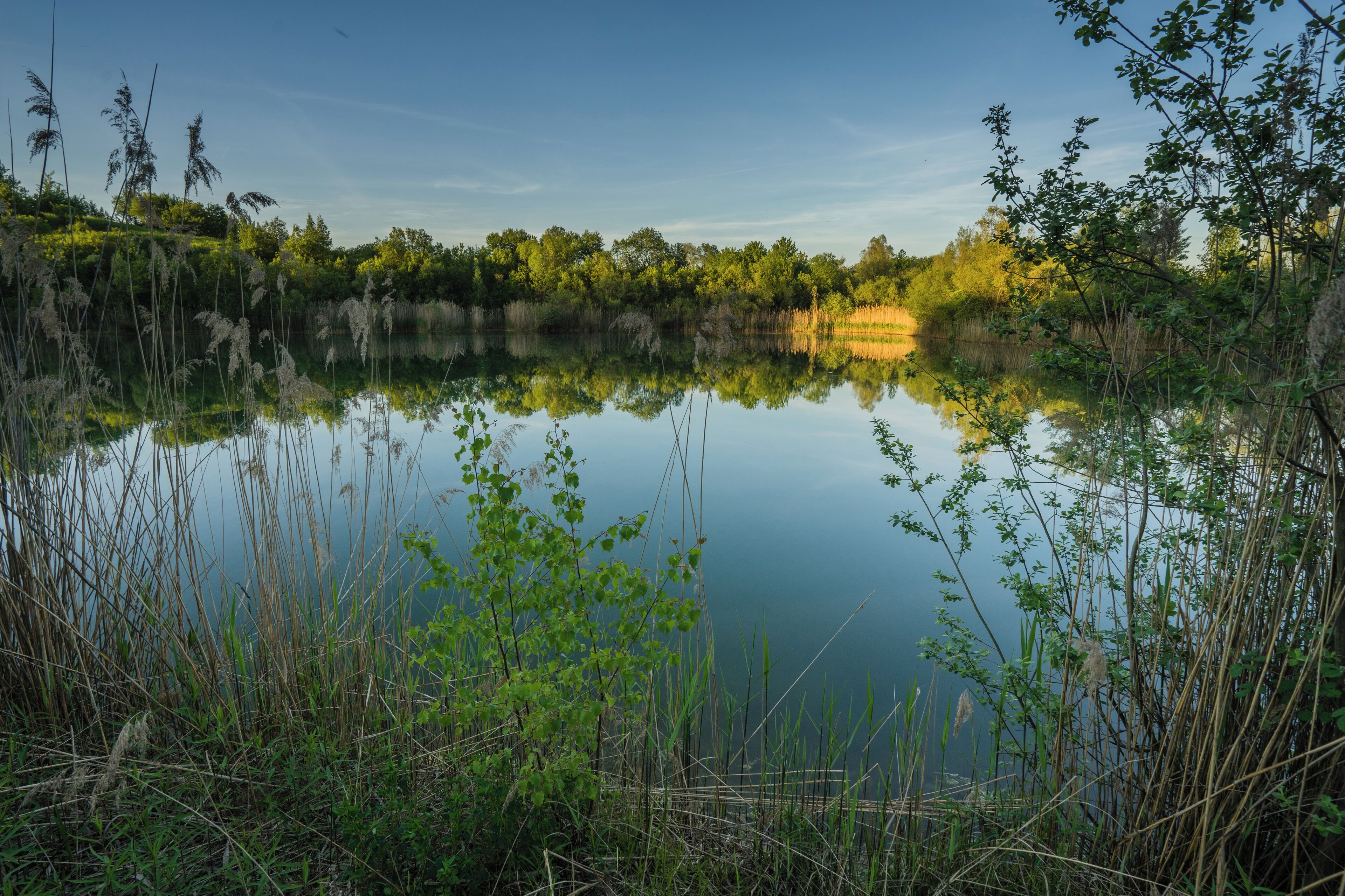 A calm lake surrounded by dense greenery and tall grasses.