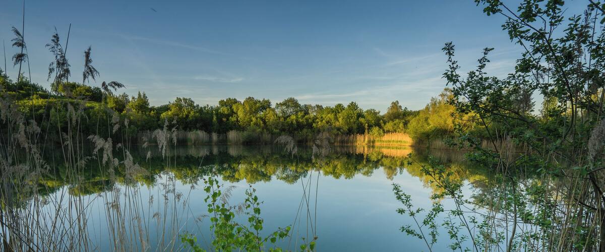 A calm lake surrounded by dense greenery and tall grasses.