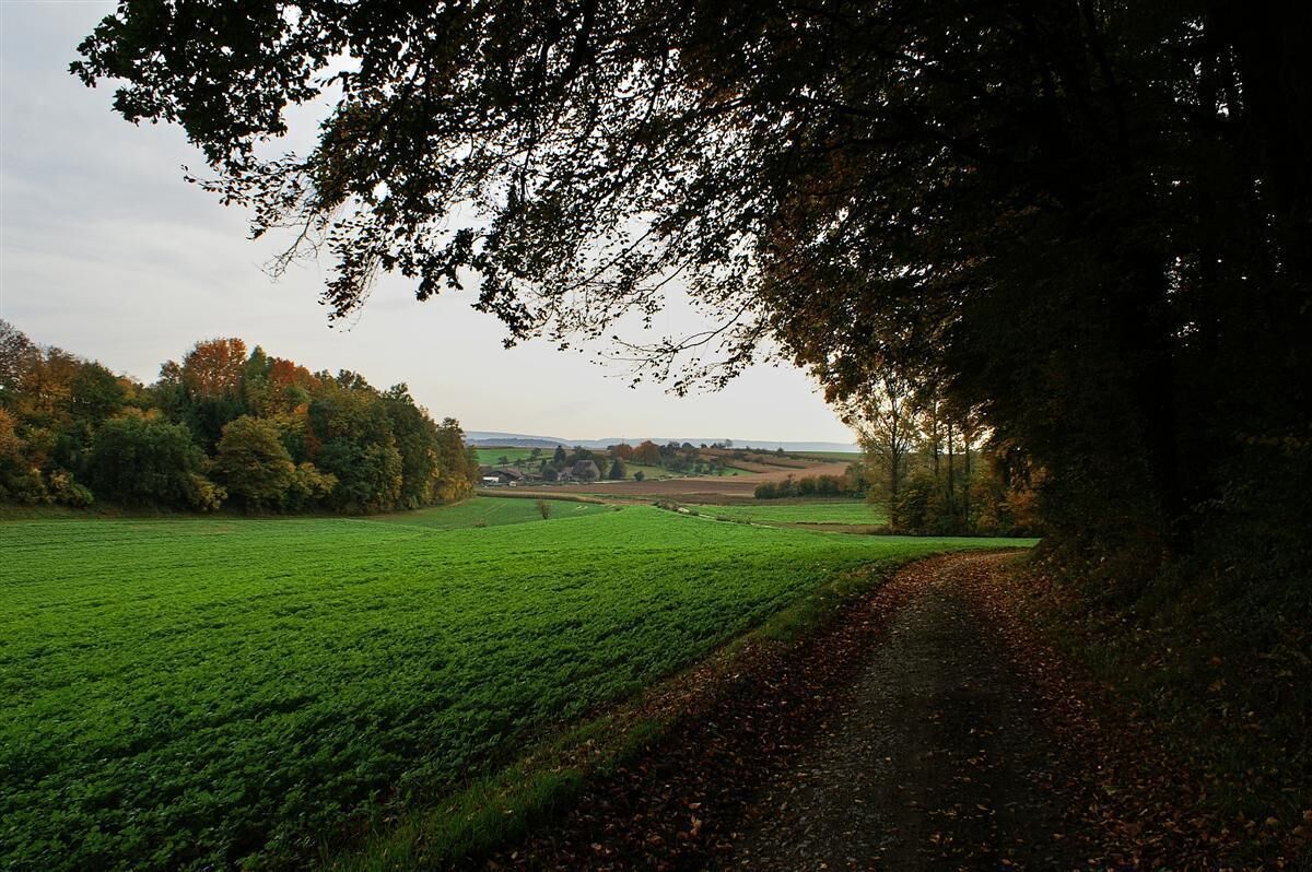 Blick vom Waldrand zum Traishof