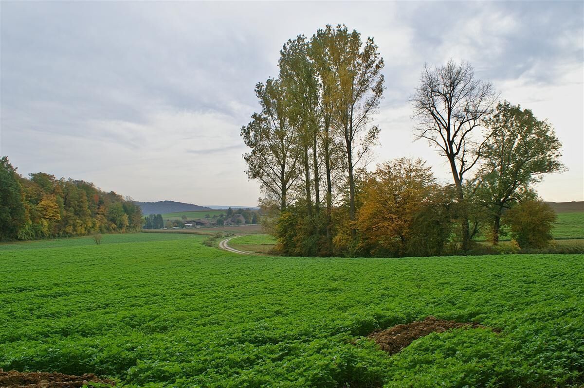 A green field with a dirt road, trees, and a cloudy sky.