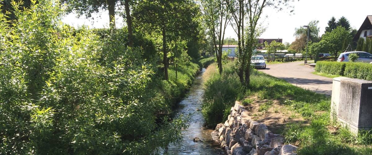 A narrow stream bordered by dense greenery and a stone wall.
